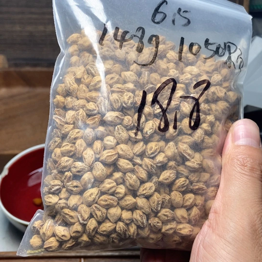 柏香籽/百香籽吊坠没***猫