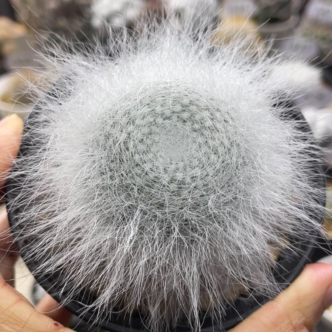 穴原玉翁       实生根