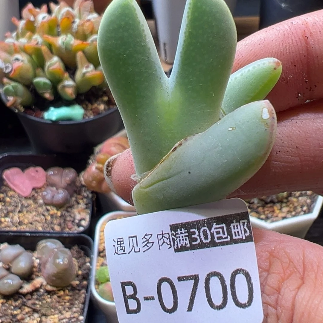 多肉植物111111111111