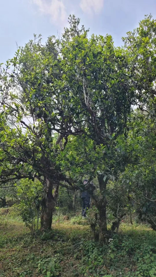 2025年冰岛古树头春头釆普洱茶散茶