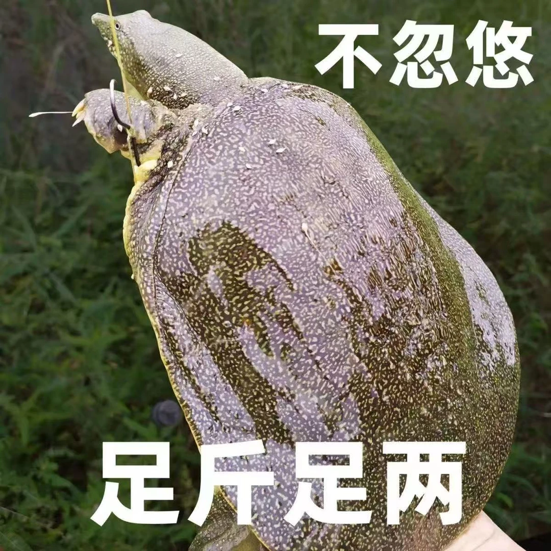 正宗鲜活大甲鱼精品黄底黑花大甲鱼京东冷链鲜活到家