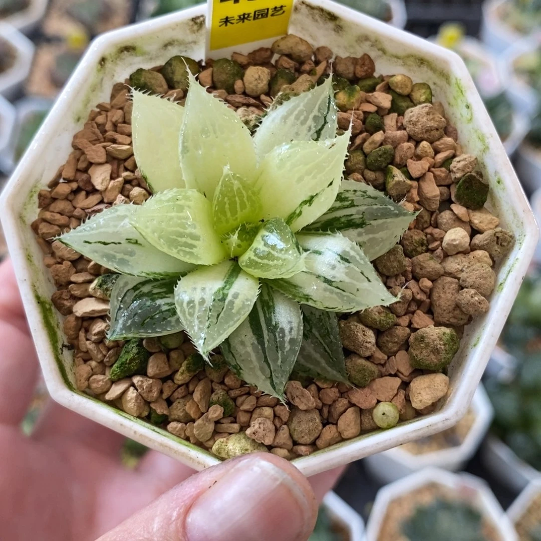 437玉露锦一物一图