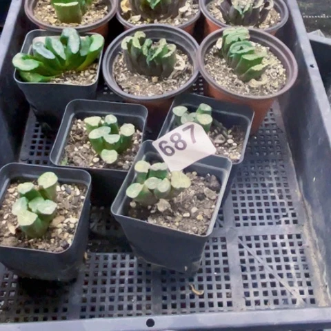 687万像玉扇一物一图如图