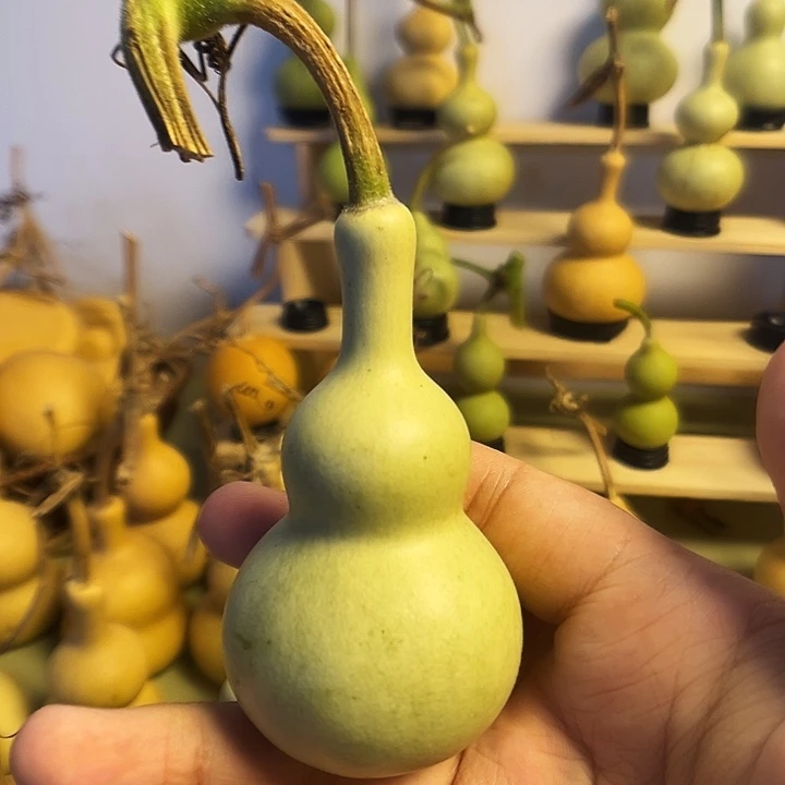 飞***生大叶紫檀（黑酸枝木类）