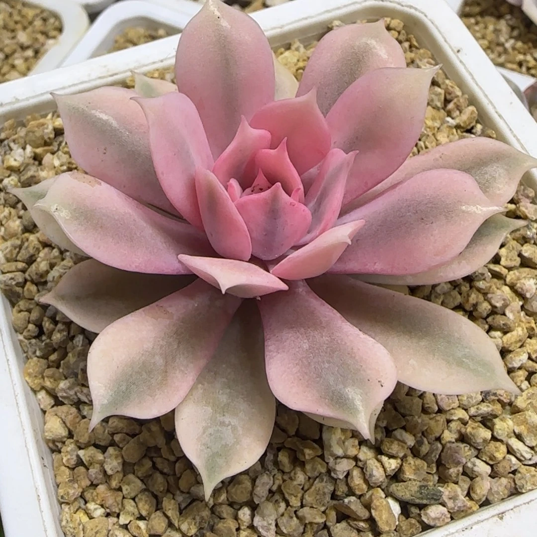 福利 粉碟锦 多肉植物
