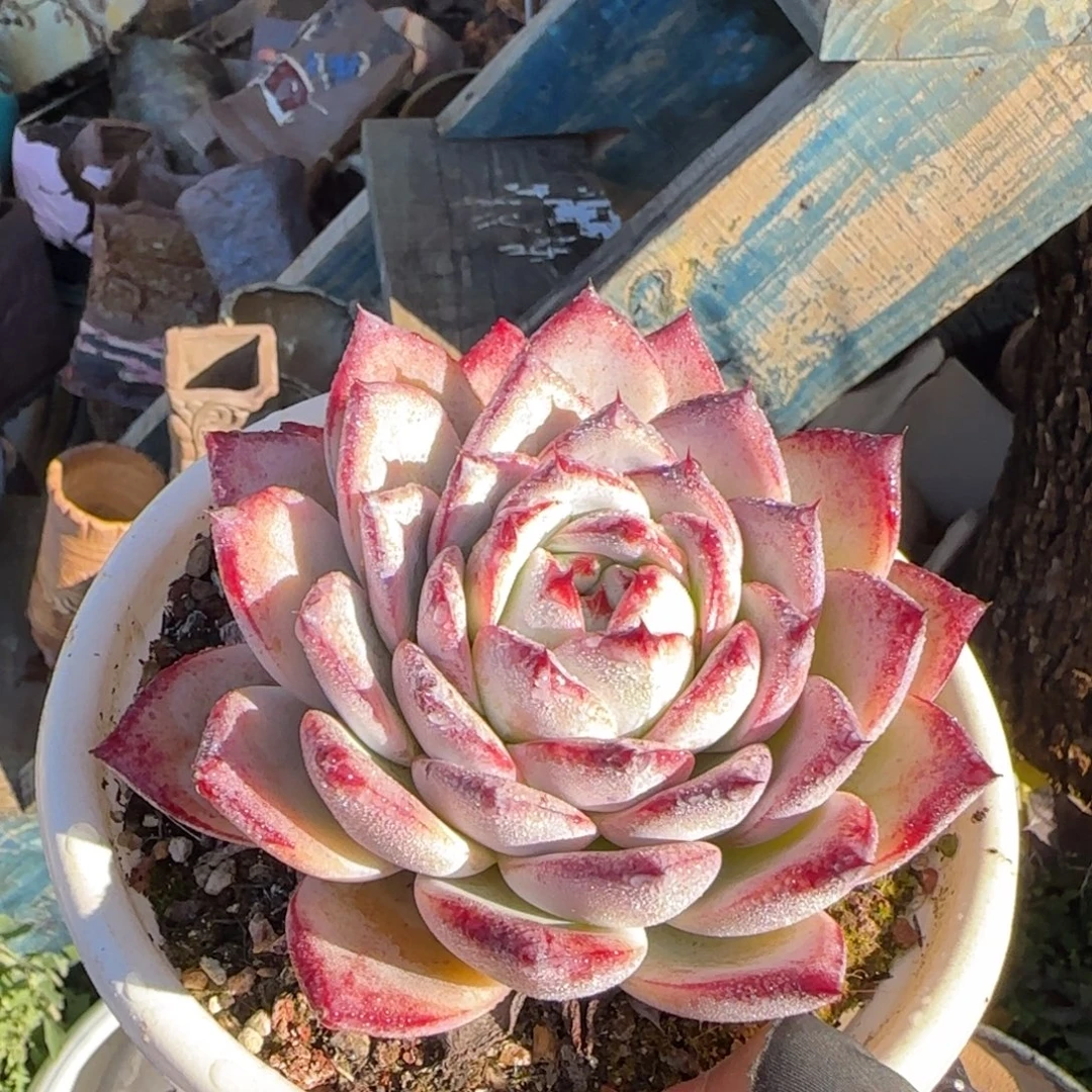 咖喱咖喱姐姐多肉植物