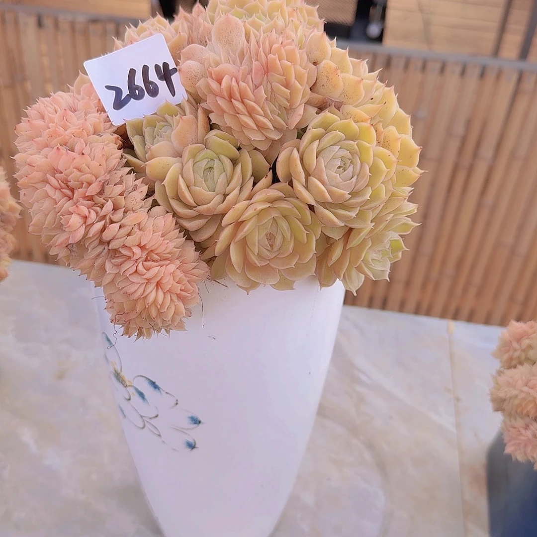 小***五2664昂斯诺缀多肉植物