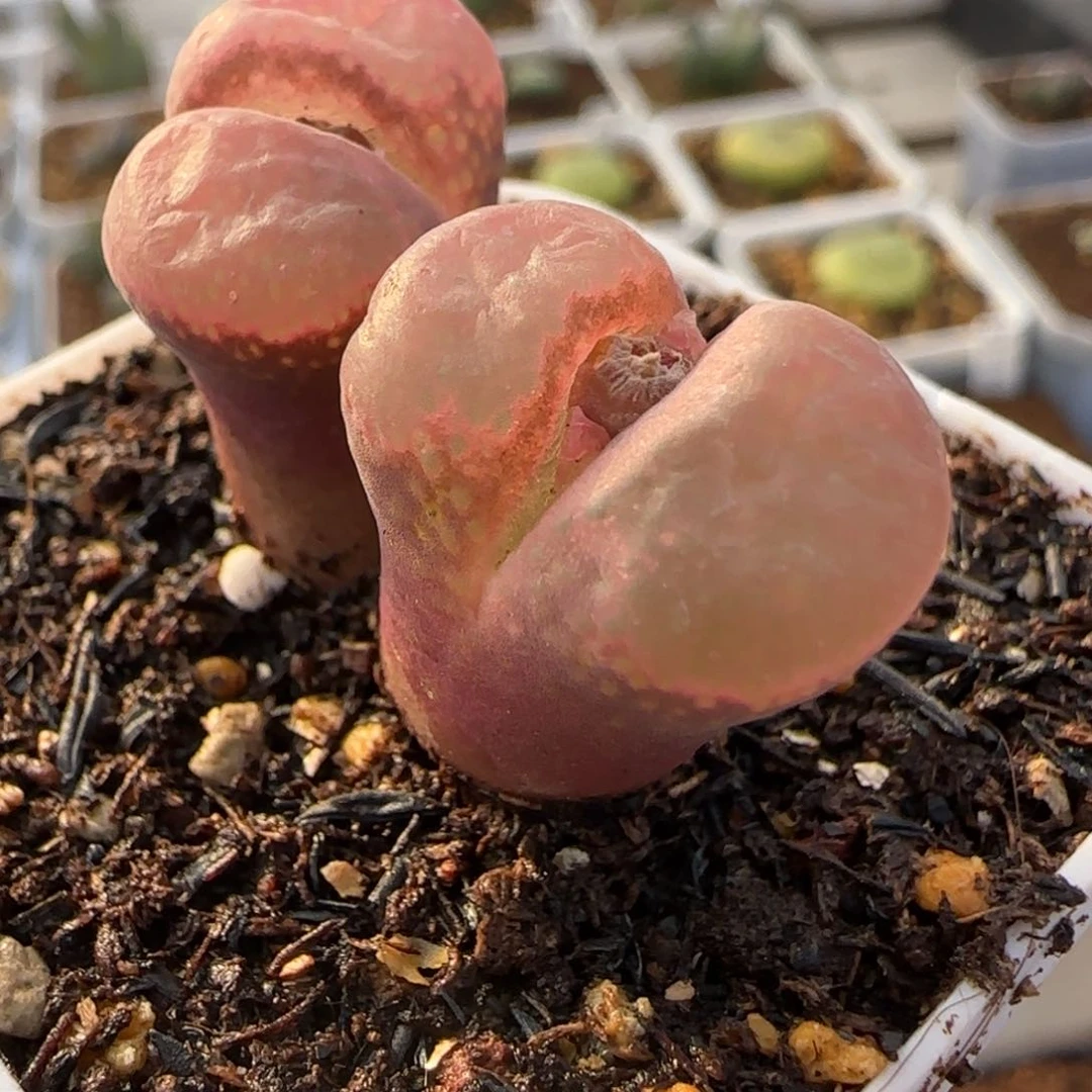 多肉植物75号链接