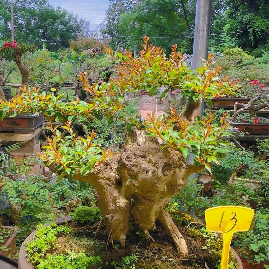 无花朵红花金紫薇