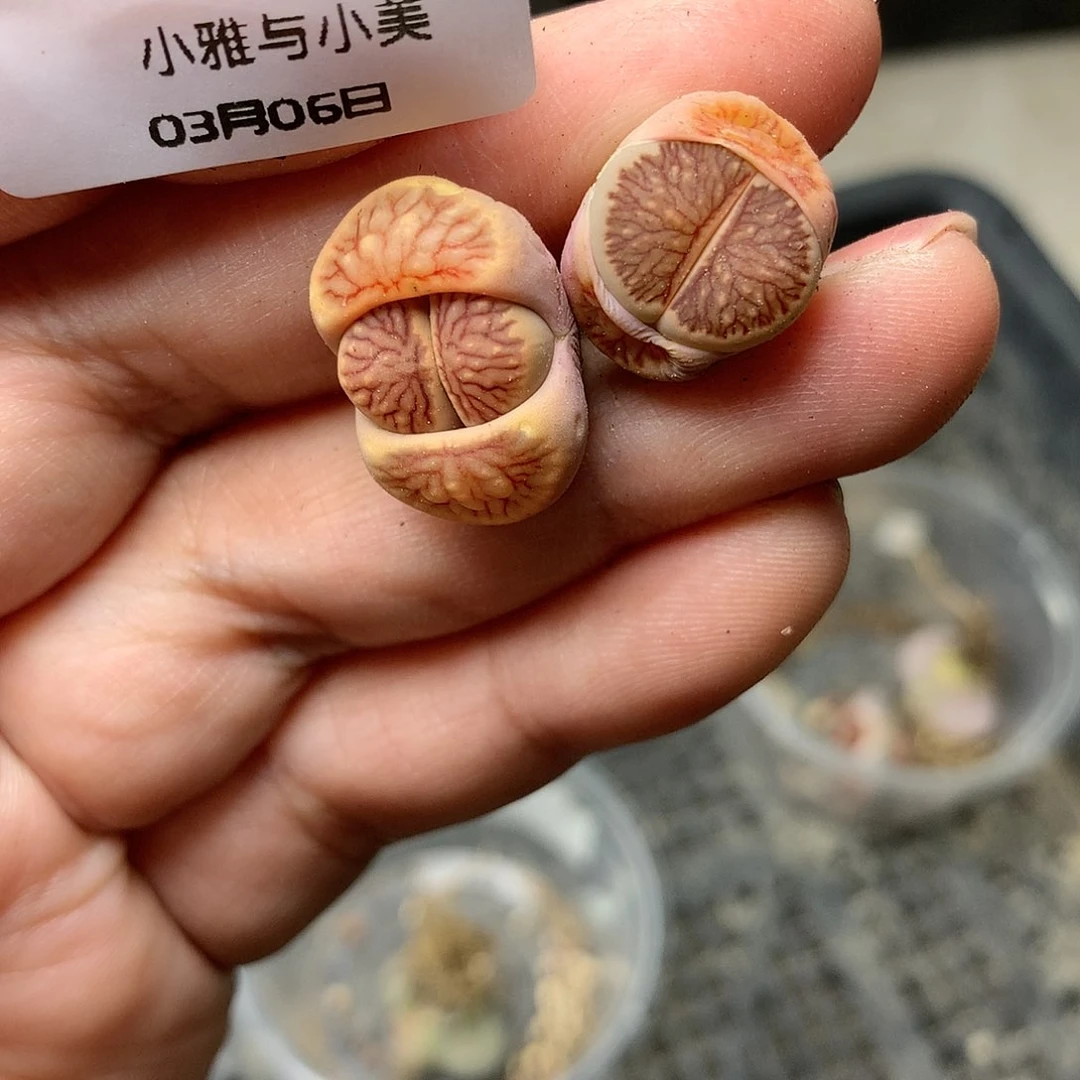 E344多肉植物保护研究所