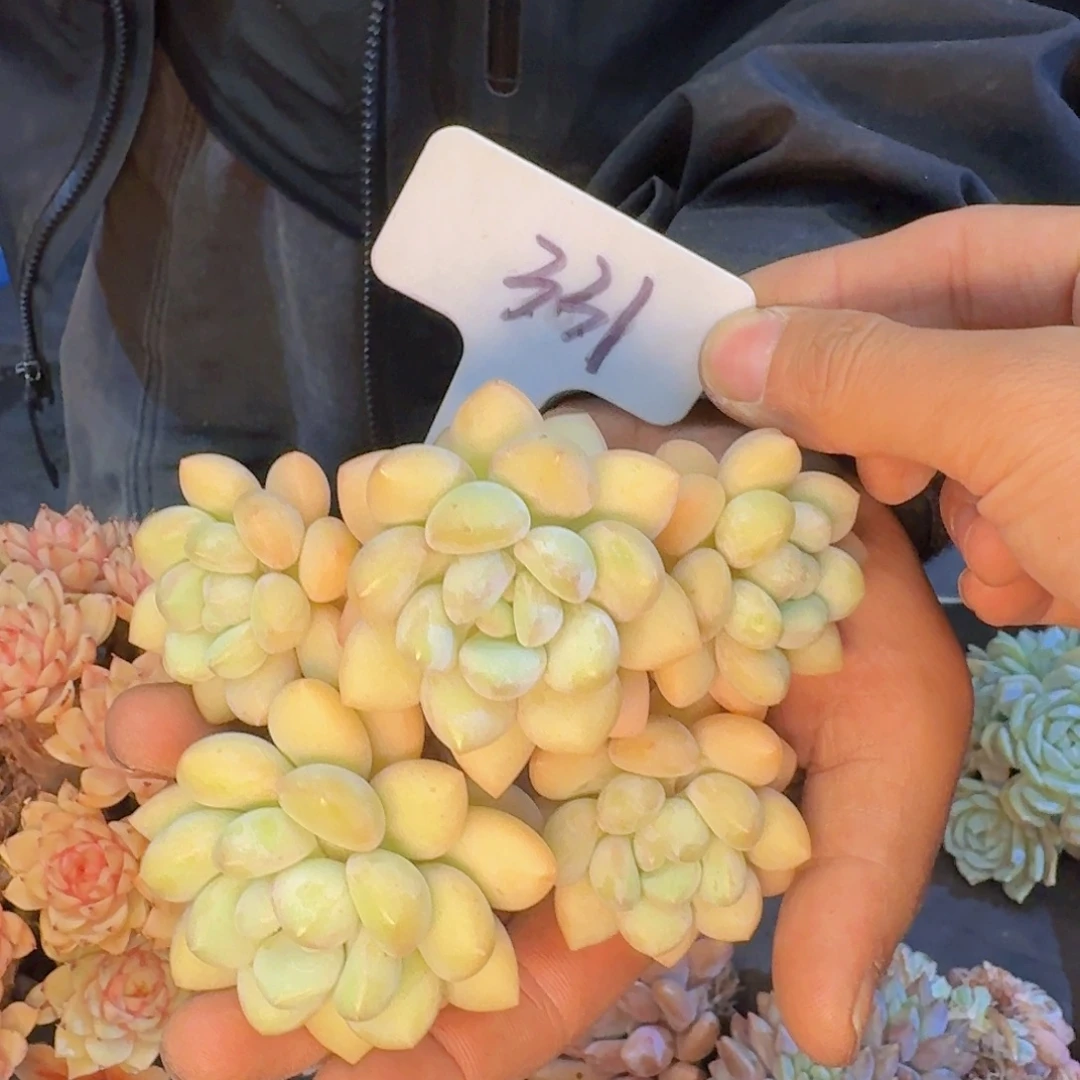 多肉植物的生长发育与