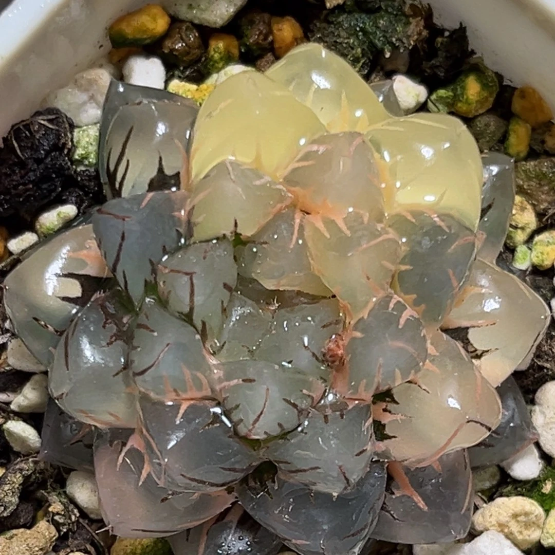 恭喜发财大吉大利0286