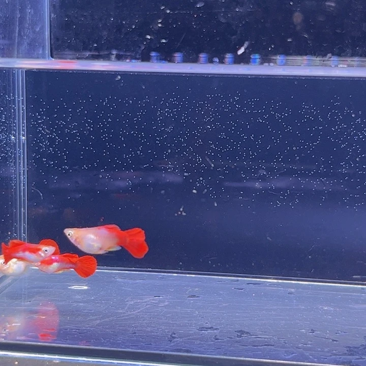 ？***孔雀鱼黄爆球两对➕5r运费