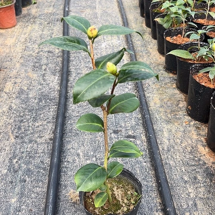 大部分花苞少量开放，女郎