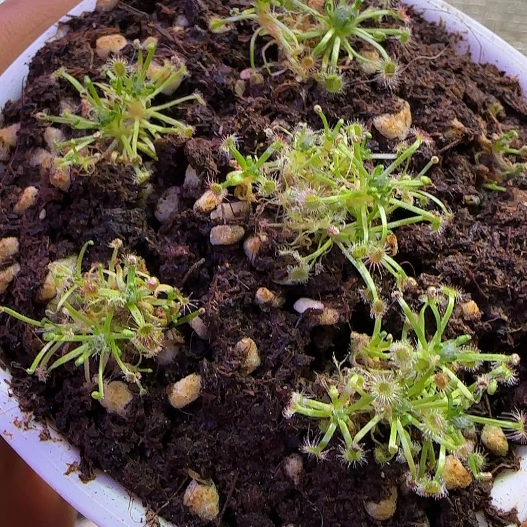 黄****无花朵专拍白托迷你茅