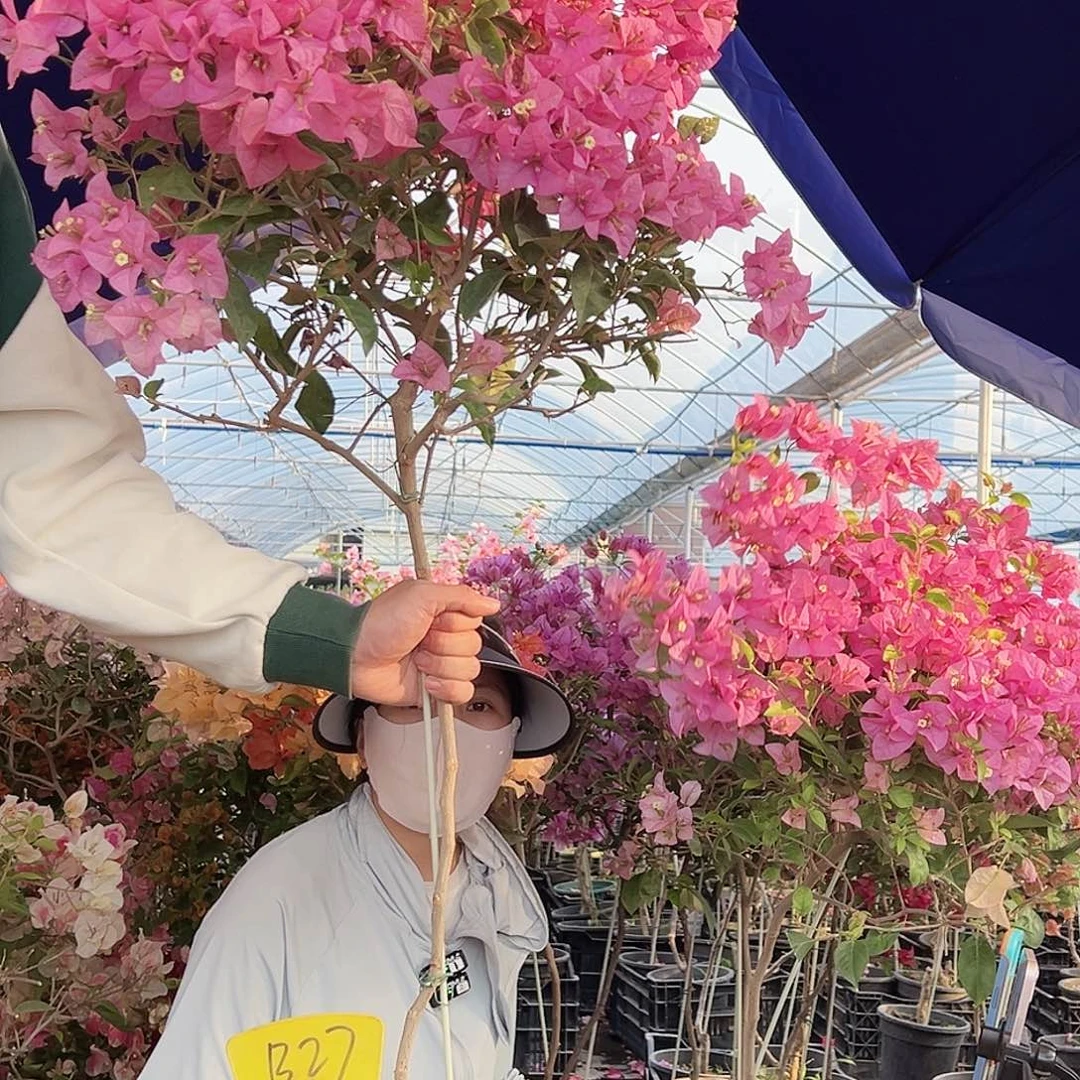 平***乐大部分花苞少量开放B27赛佛里