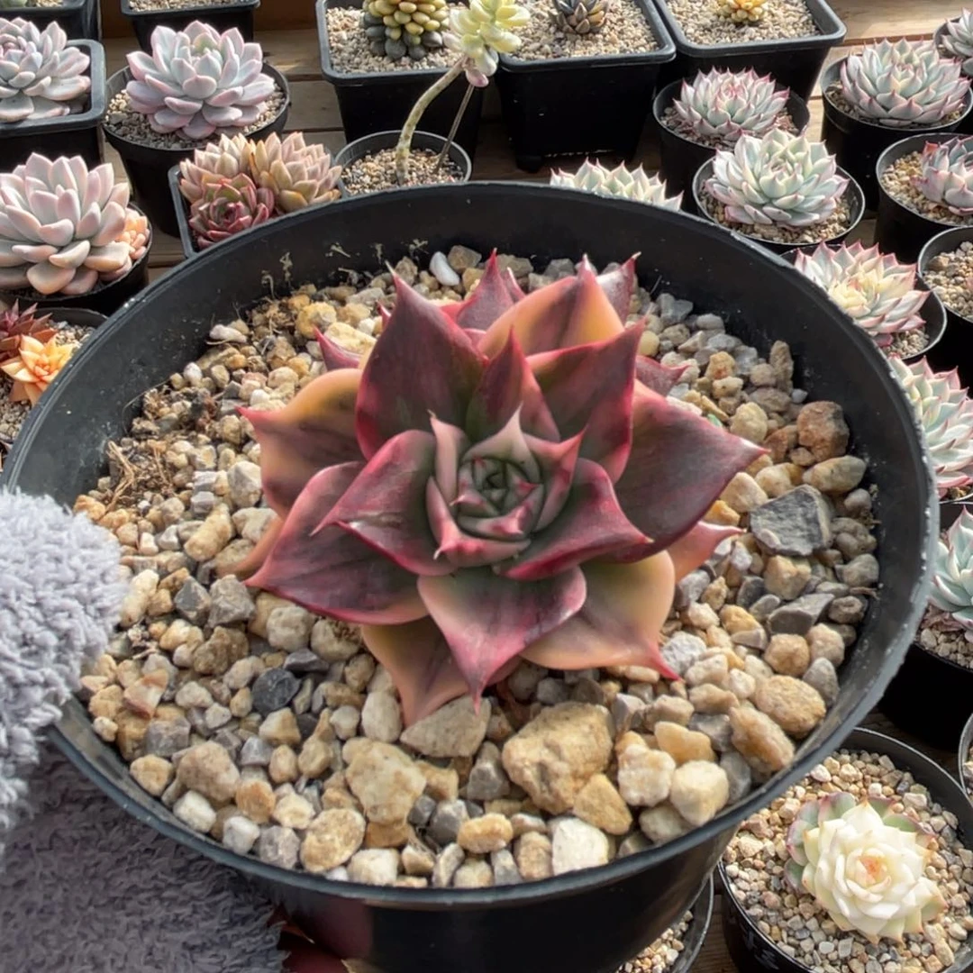 一物一拍不支持退换