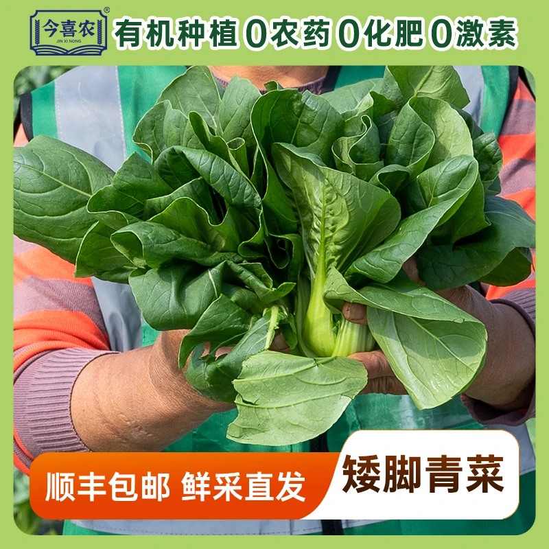 今喜农有机转换矮脚青绿色蔬菜