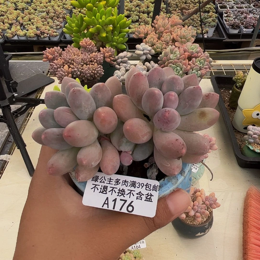 176丸叶汤圆多肉7cm