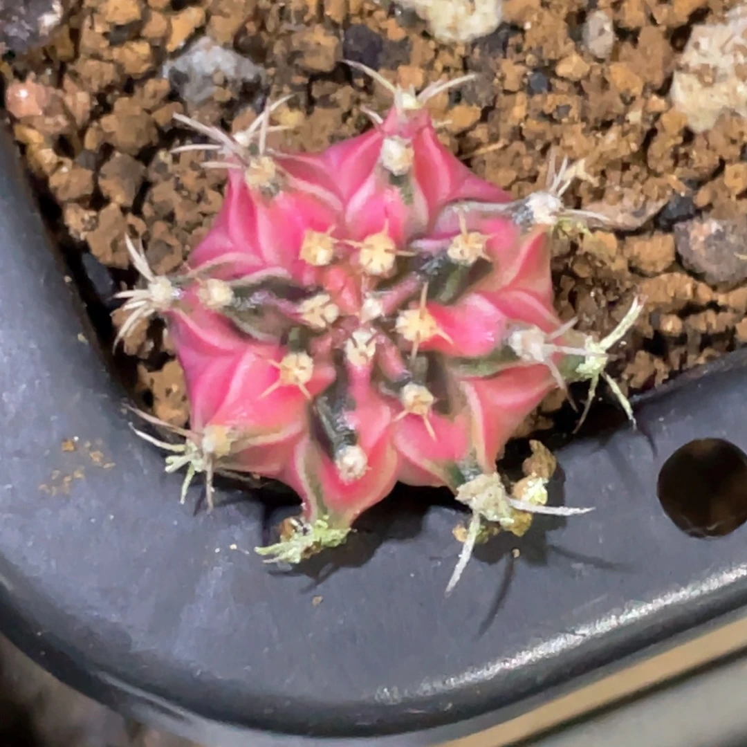 当前无花朵，栽培后可花朵臀锦虎斑锦