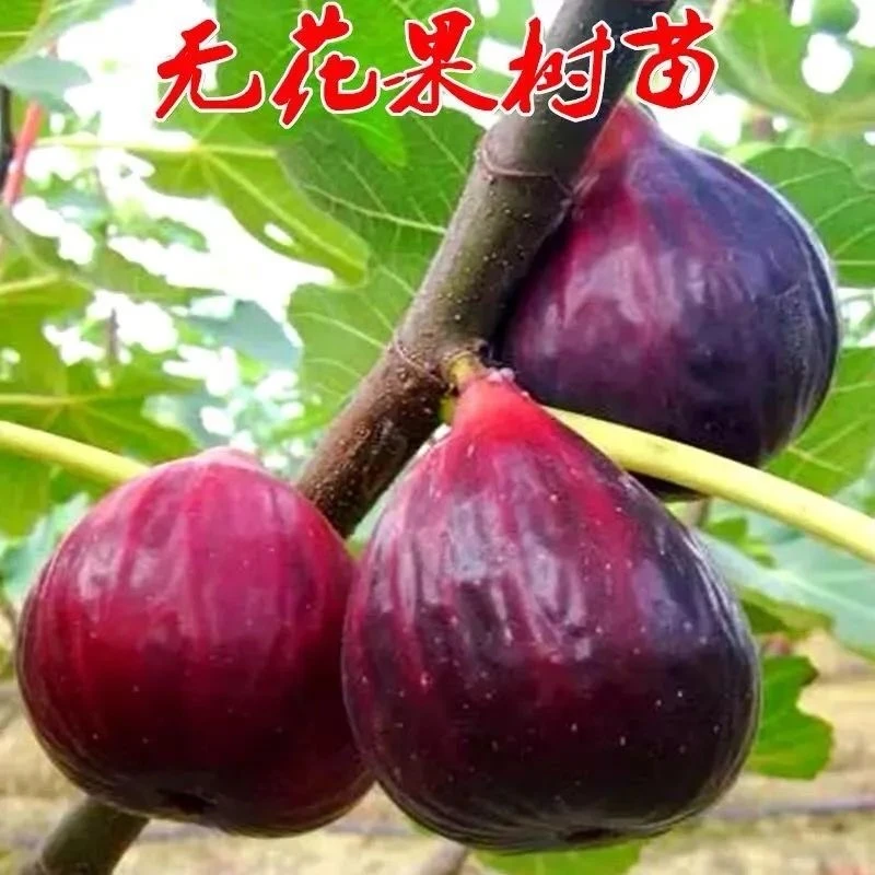 【种植好时期】新品种蜜糖心波姬红无花果树苗南北方种植 盆栽地栽