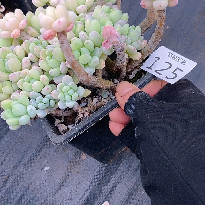 125 多肉植物组合盆栽植物