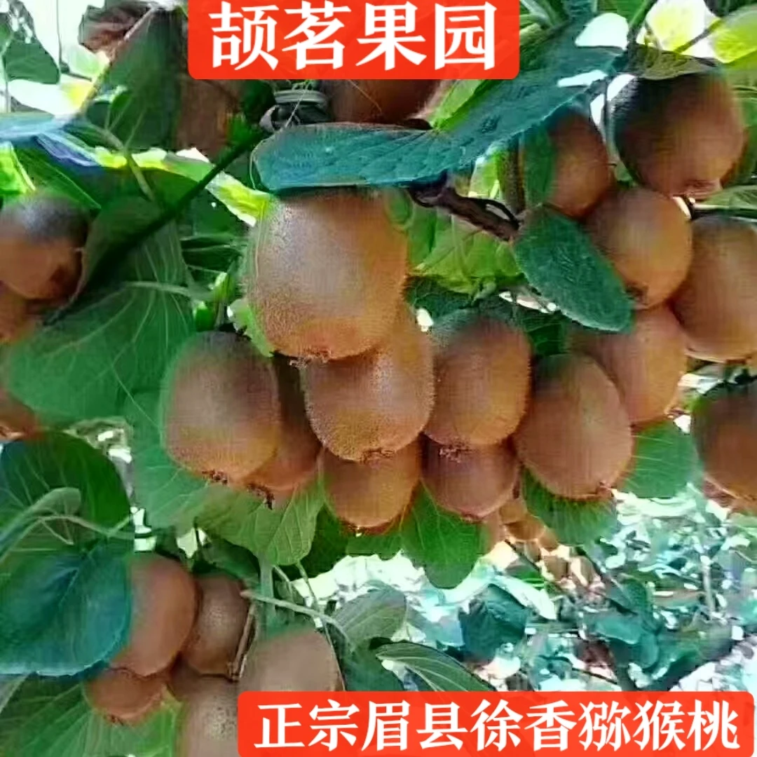 【颉茗果园】眉县徐香猕猴桃陕西特产现摘现发猕猴桃10斤一箱植物