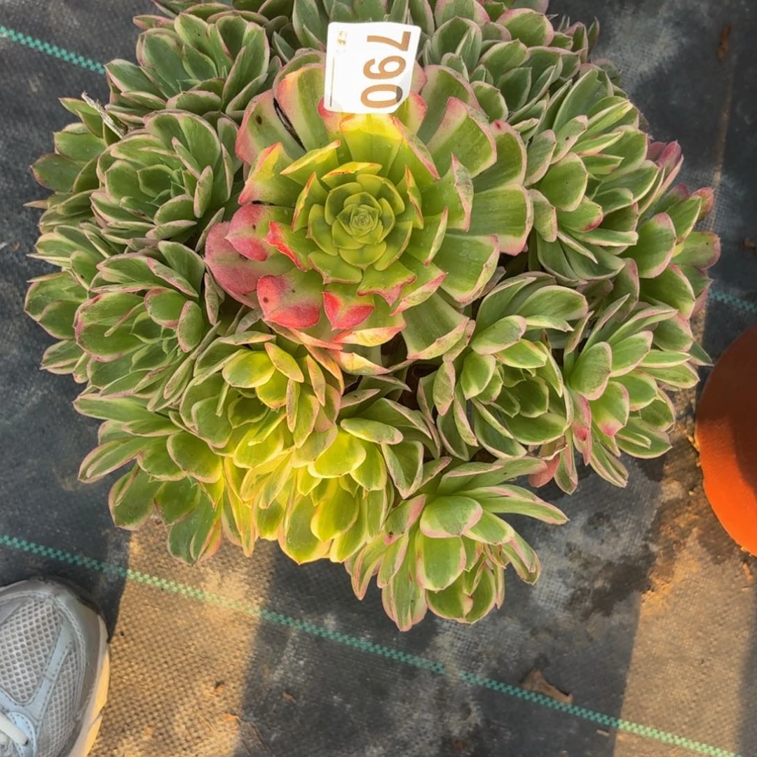 透***气790海鲜多肉植物发货