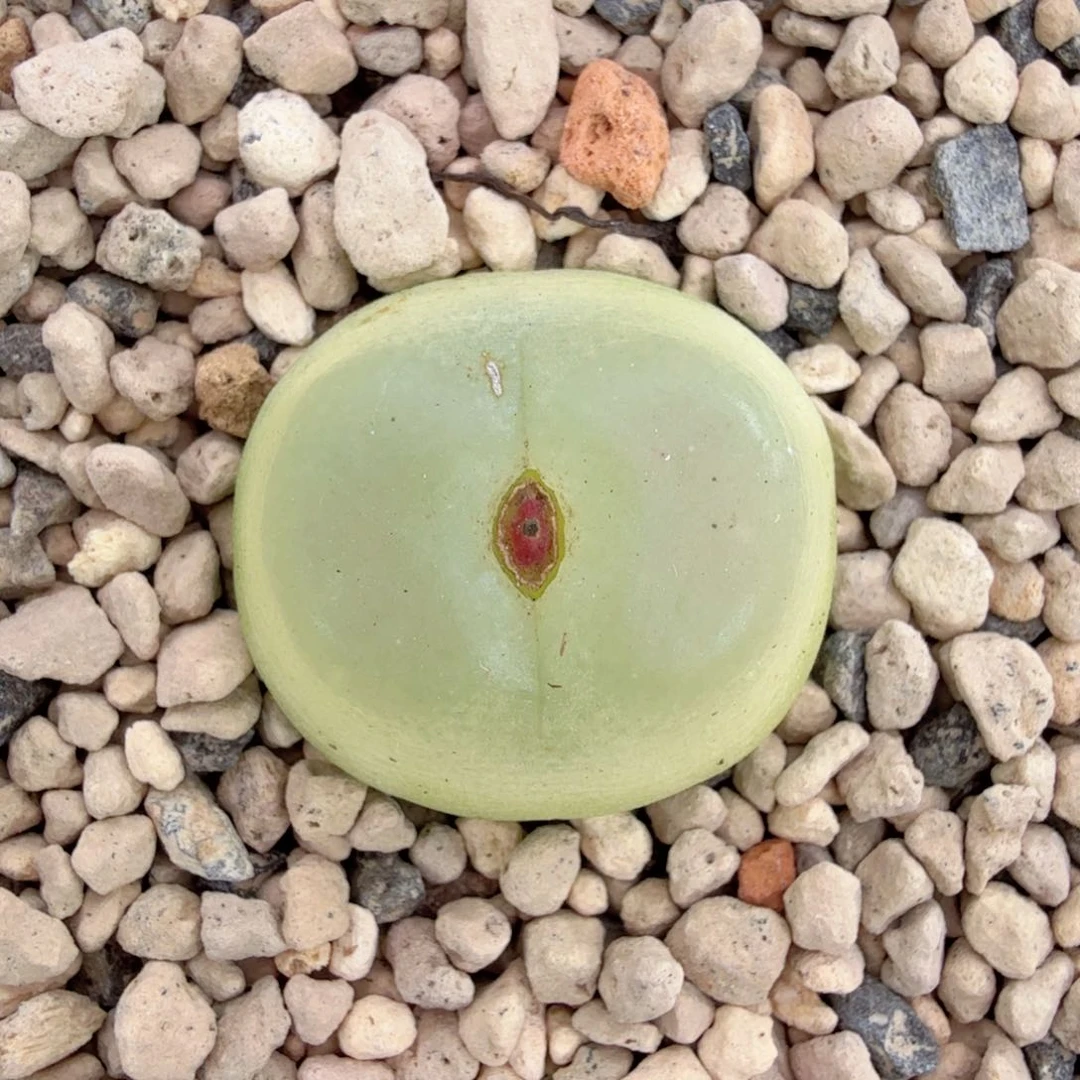 桃尻娘 12-13-L30。