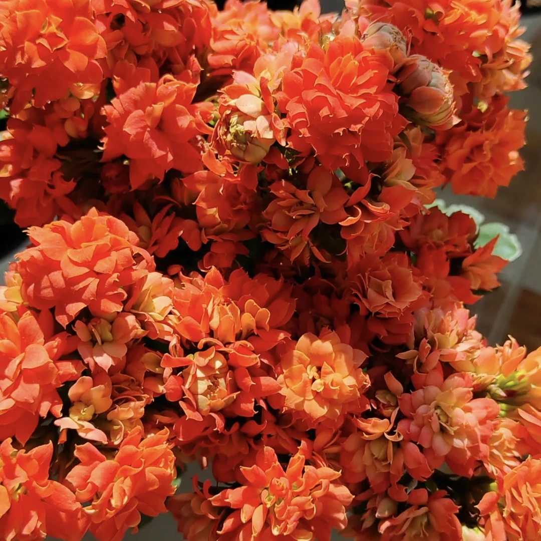 22-37 长寿带花苞盆栽花卉庭院阳台新手易养护