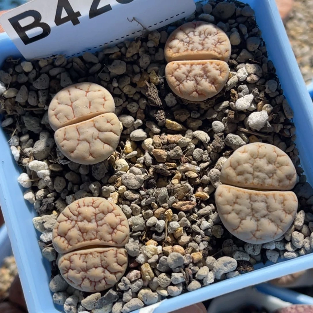 4256向日葵4颗尺寸2.0