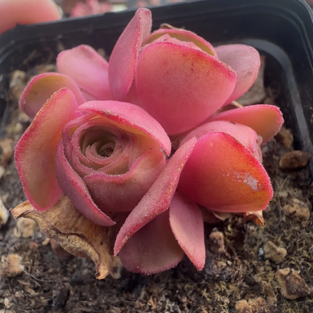 L181半城玫瑰胖子