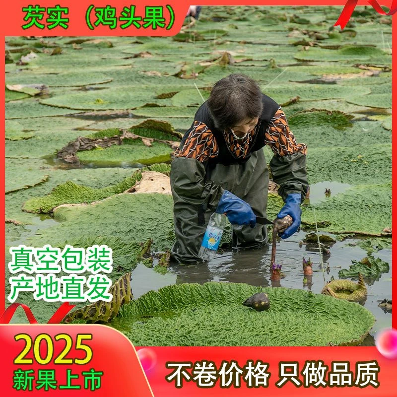 2025新果少量上市 天长鸡头果 中通包邮 二青中果【果粒均匀】 新鲜