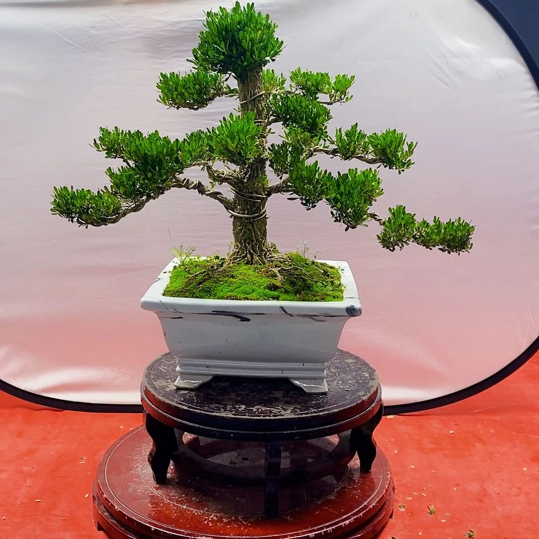 广东雀舌黄杨盆景