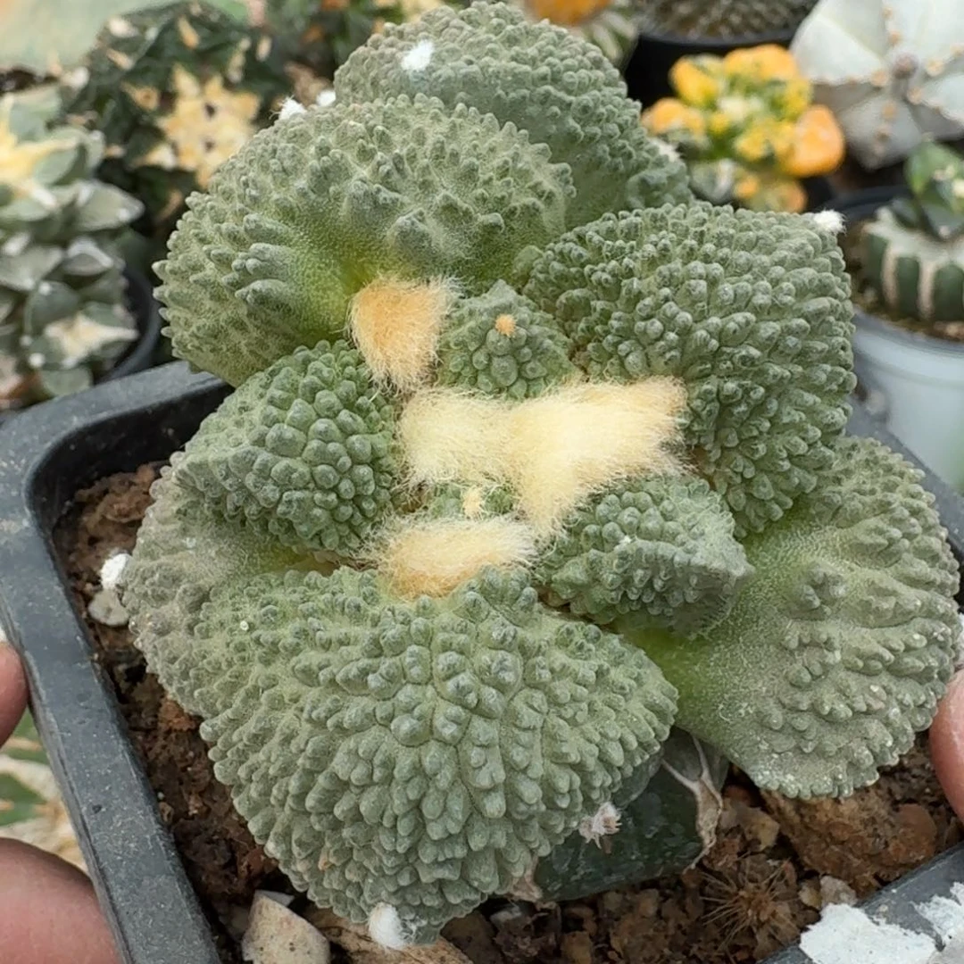 【闪购商品】双头苗接梦幻怒涛309