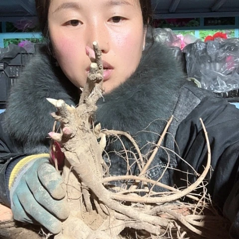 乐***竹当前无花栽培后可以开花科拉路易斯