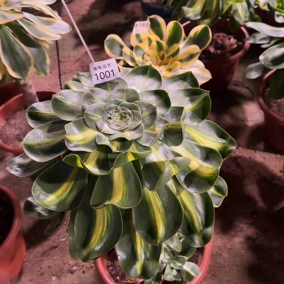 多肉植物暴君1001