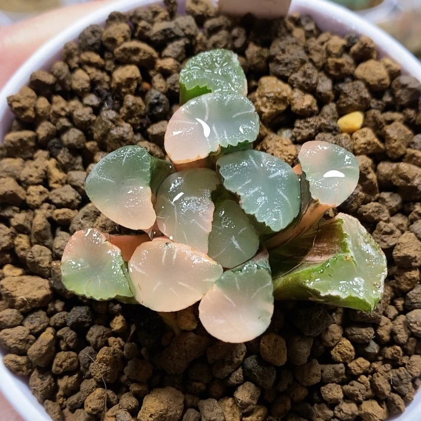 【闪购商品】21千禧年万象锦