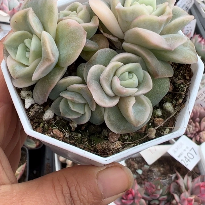 可爱玫瑰锦多肉植物2433