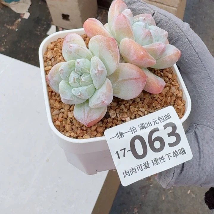 冰玉无盆土发货多肉多