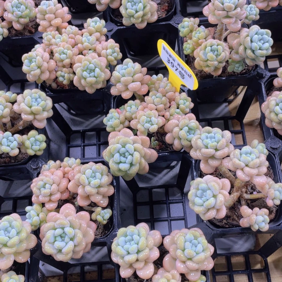 397号 老桩洛可可多头群一个