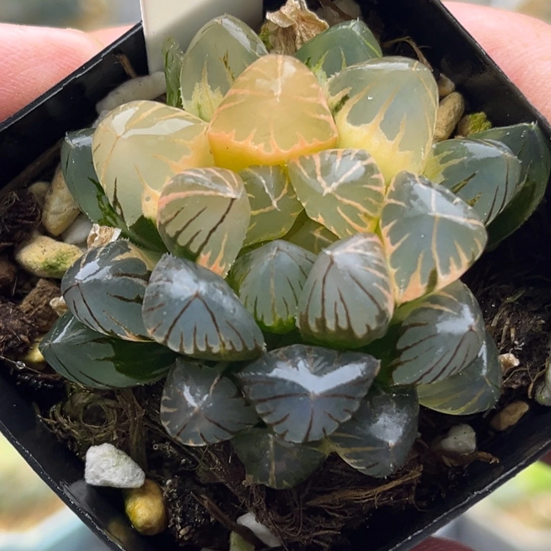145半糊龙爪玉露锦