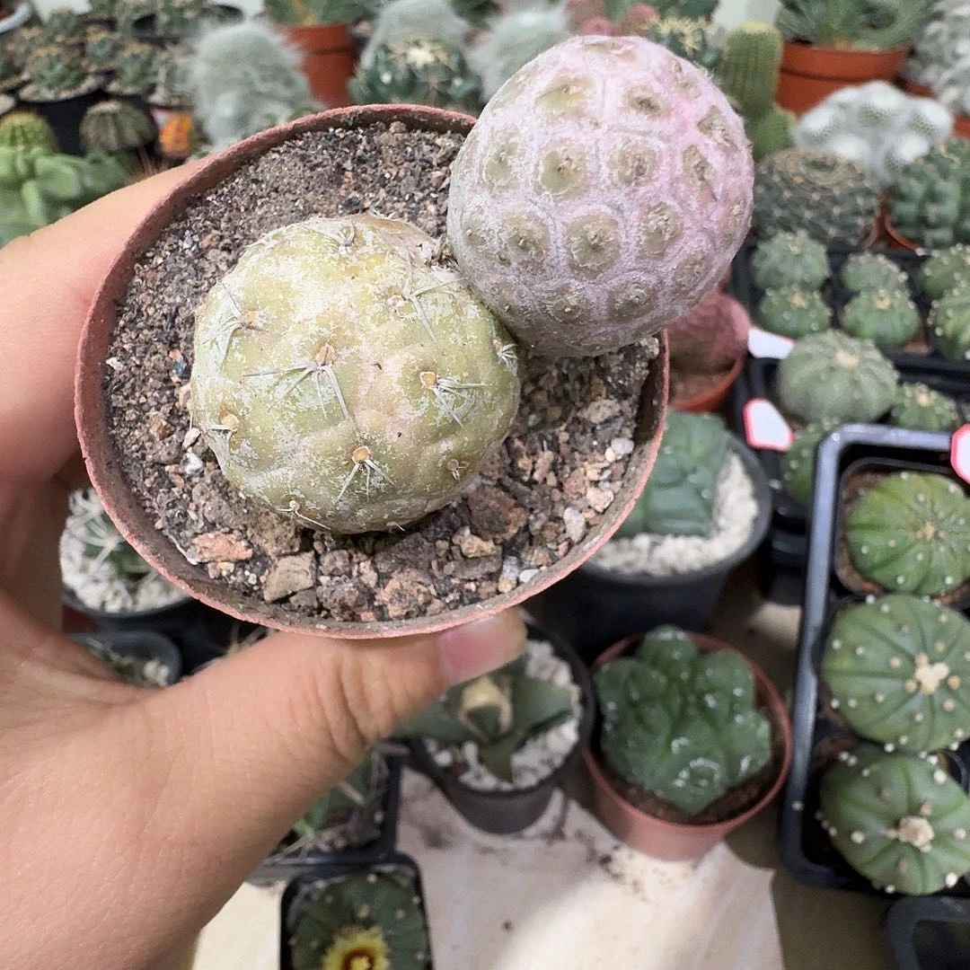 习志野单颗包邮