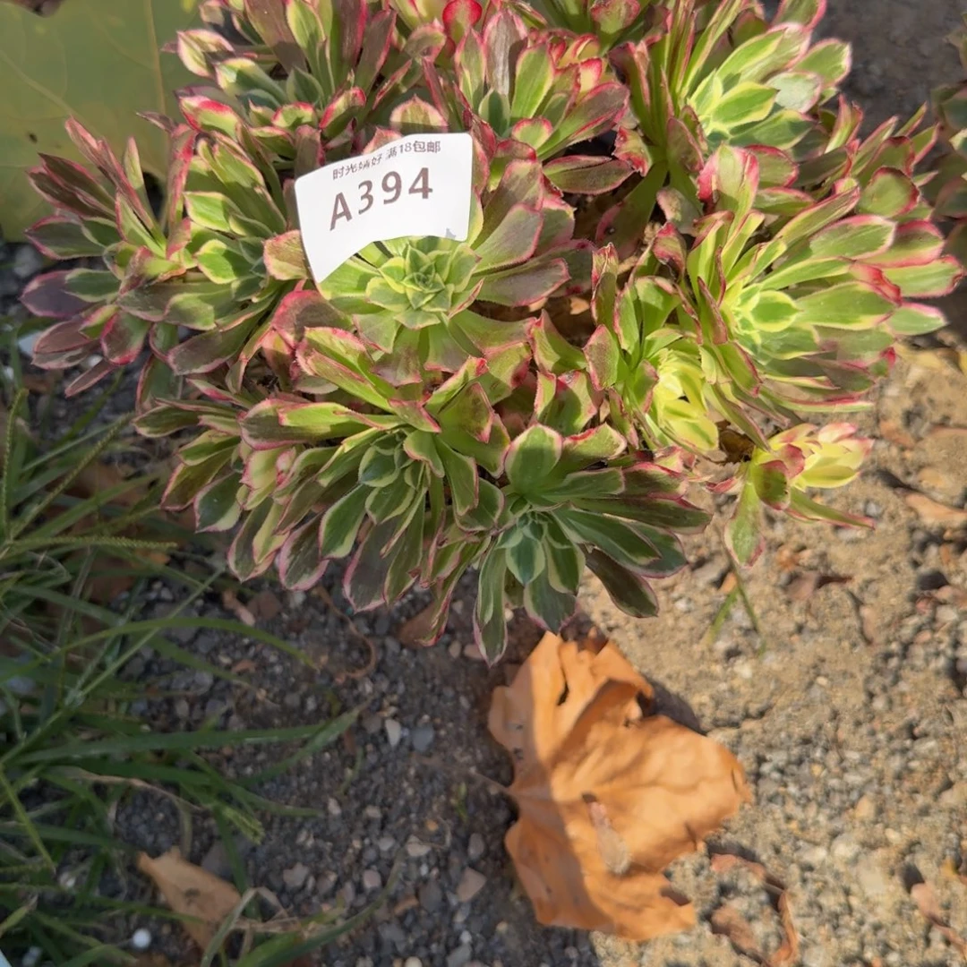飞***嘎十级福利 多肉植物
