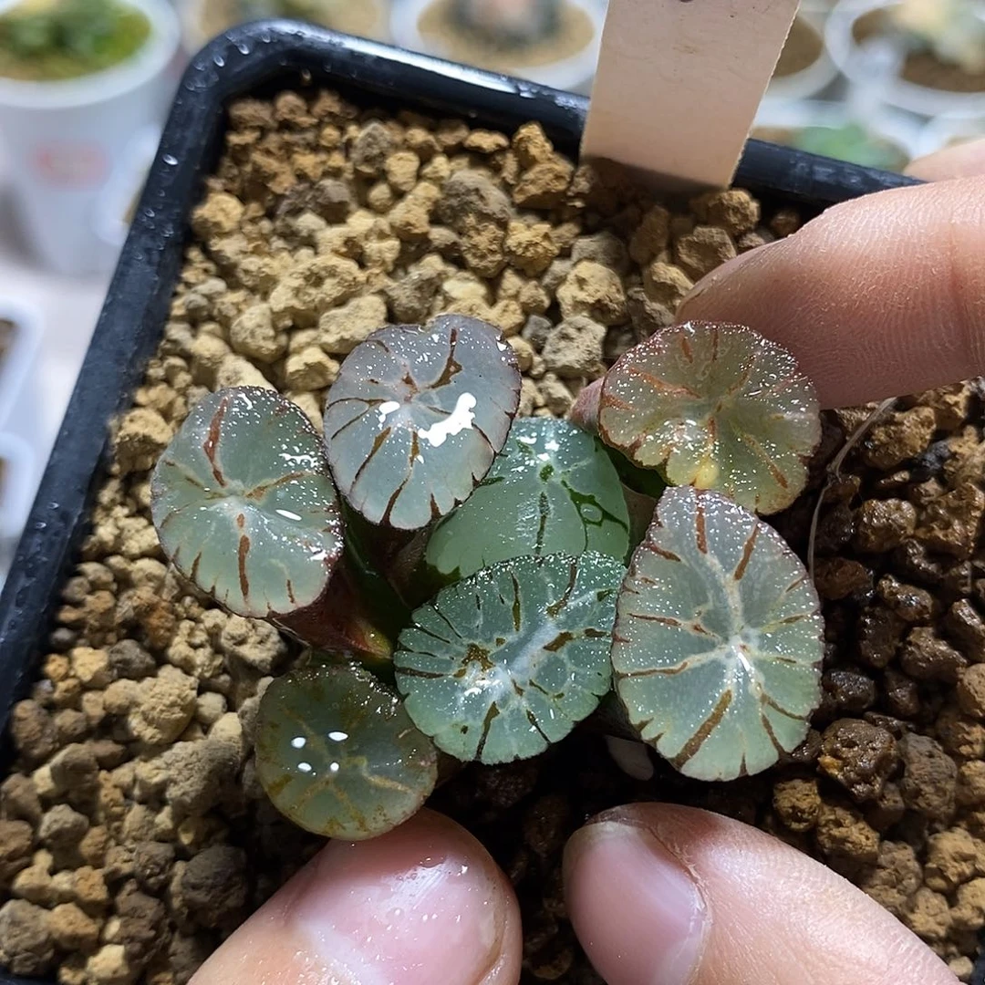 110巨大化万象十二