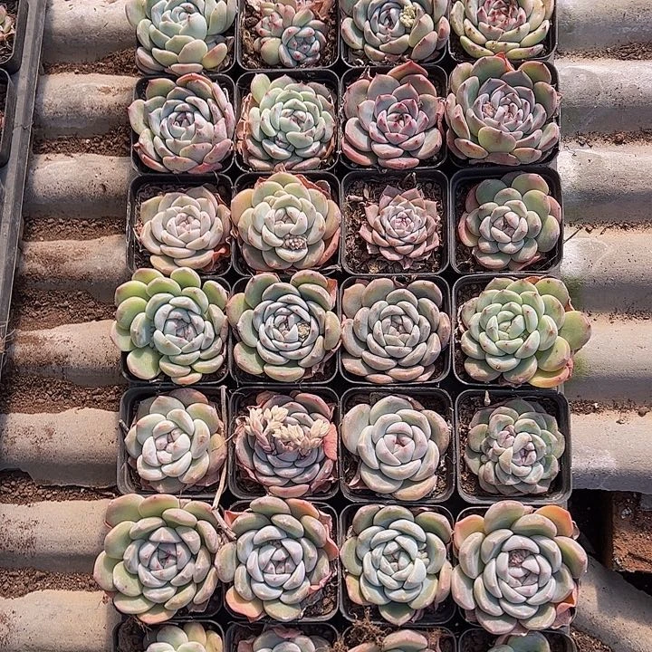 直播福利一物一拍527