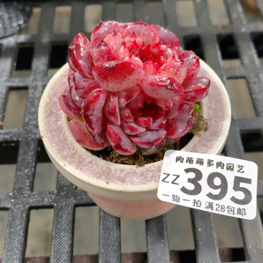 肉萌萌拇指盆精控多肉ZZ395