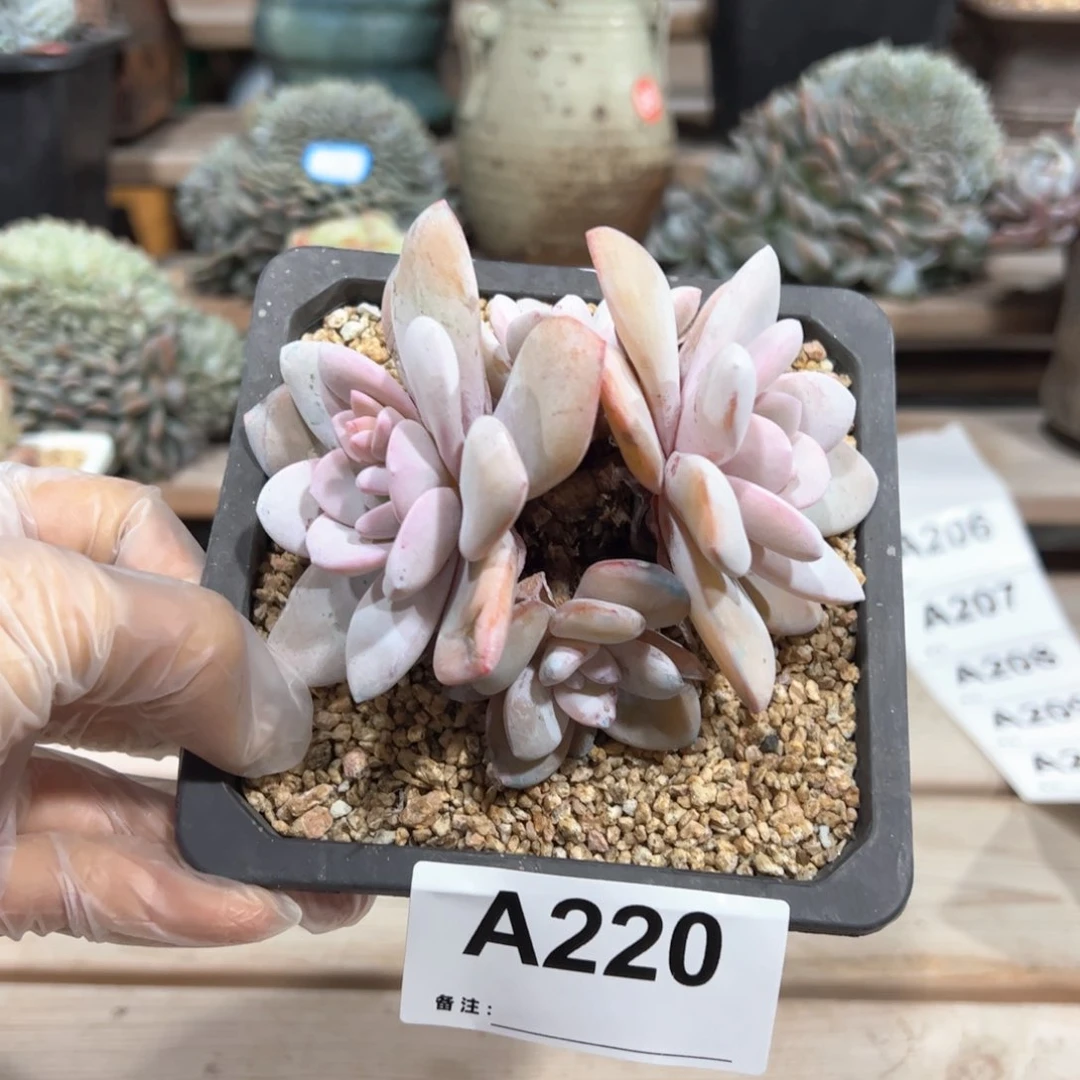 220四头老桩雪莲 无砍无摘