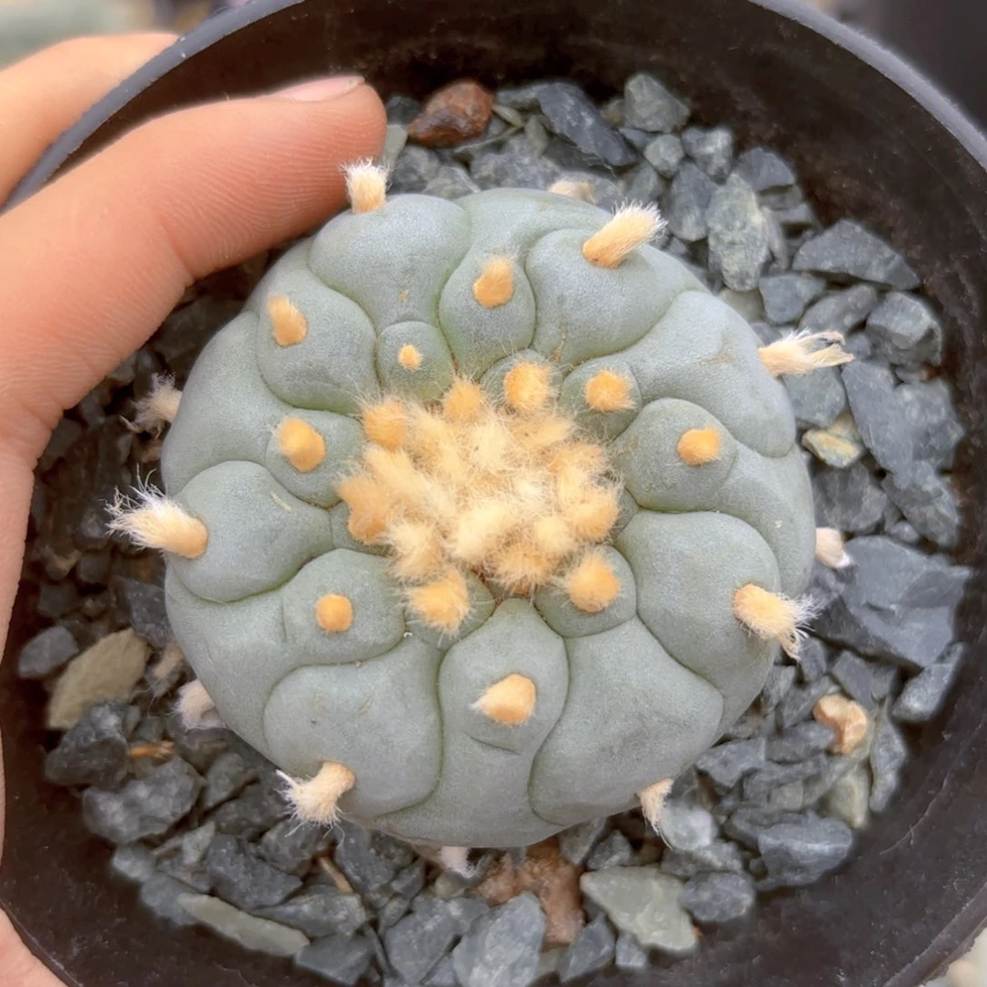 G702g g g g g g g