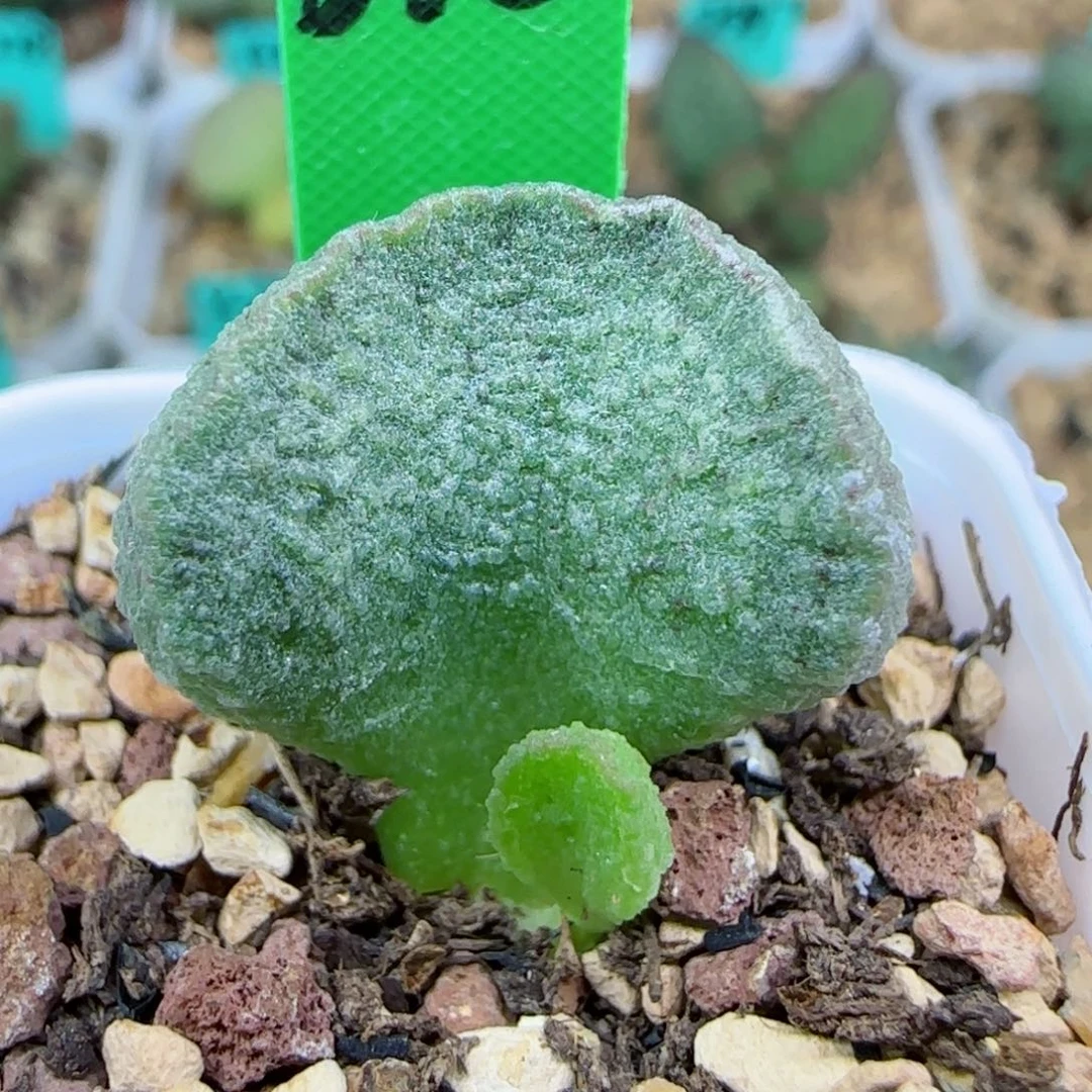 编号510大叶插一个